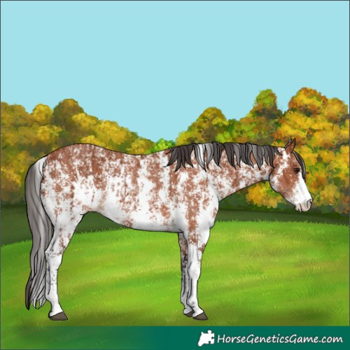 Horse Color:Bay Sabino Rabicano  and Bay Sabino Rabicano 