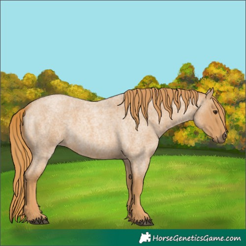 Horse Color:Red Roan 