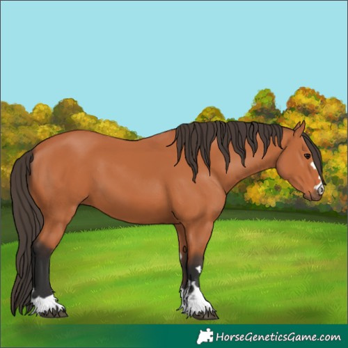 Horse Color:Bay 