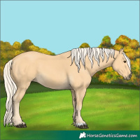 Horse Color:Palomino 