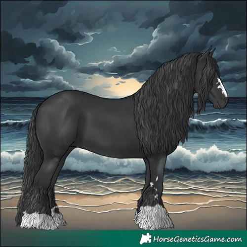 Horse Color:Black 