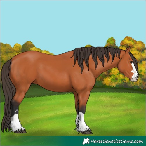 Horse Color:Bay 