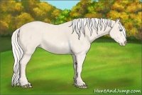 Horse Color:Cremello Sabino  Brindle