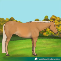 Horse Color:Palomino