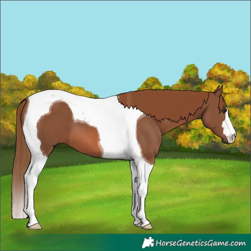 Horse Color:Chestnut Tobiano