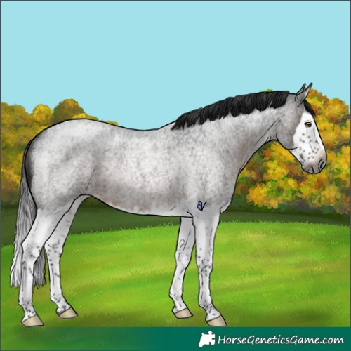 Horse Color:Gray Brown Roan Splash Rabicano