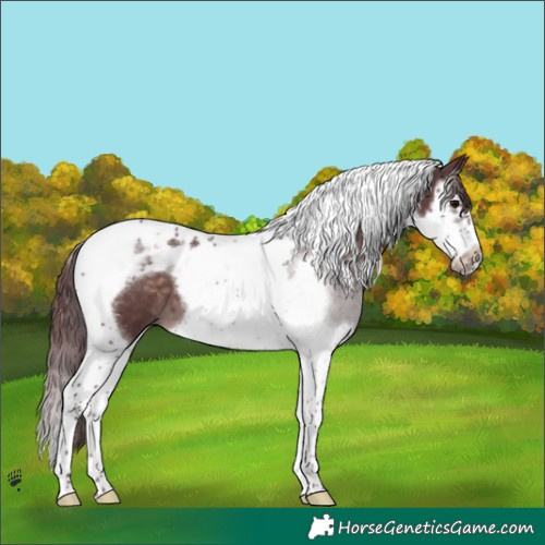 Horse Color:Platinum Chocolate Brown Splash Tobiano Frame 