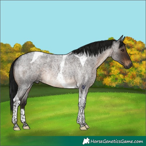 Horse Color:Gray Brown Roan Tobiano Rabicano 