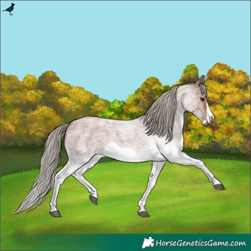 Horse Color:White Spotted Red Roan Frame 