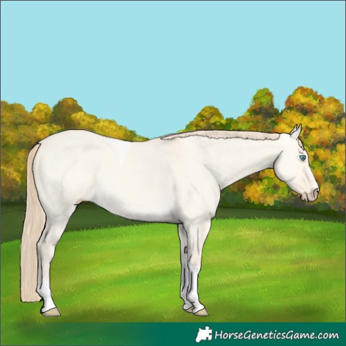Horse Color:Perlino Dun Tobiano 