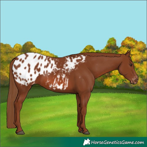 Horse Color:Chestnut Appaloosa
