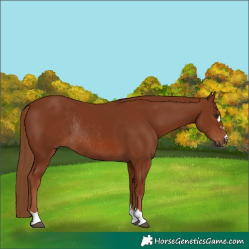 Horse Color:Chestnut Rabicano 