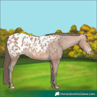 Horse Color:Amber Champagne Appaloosa 