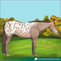 Horse Color:Amber Champagne Appaloosa 