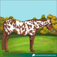 Horse Color:Chestnut Near Leopard 
