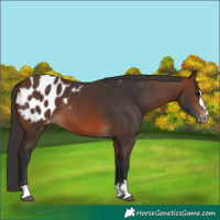 Horse Color:Brown Appaloosa