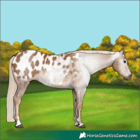Horse Color:Gray Palomino Appaloosa