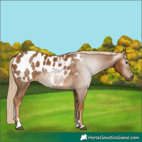 Horse Color:Gray Palomino Appaloosa 