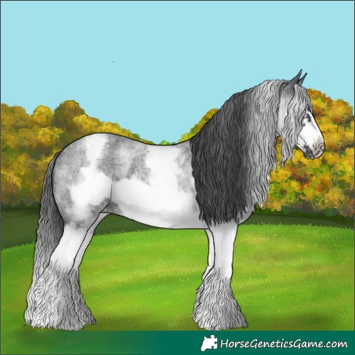 Horse Color:White Spotted Blue Roan Splash Frame Appaloosa
