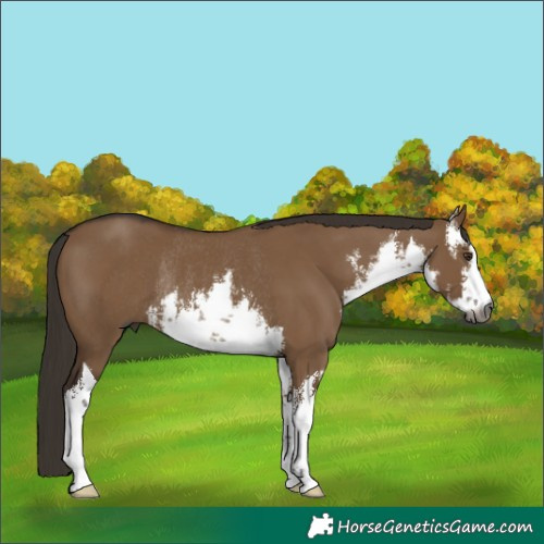 Horse Color:Gray White Spotted Liver Red Dun Rabicano