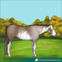 Horse Color:Gray White Spotted Liver Red Dun Rabicano