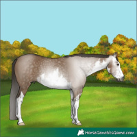 Horse Color:Gray White Spotted Liver Red Dun Rabicano 