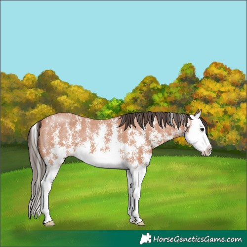 Horse Color:Bay Sabino Splash Varnish 
