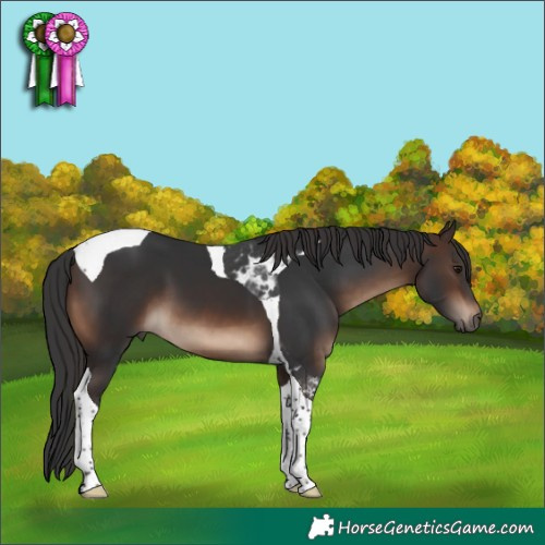 Horse Color:Brown Tobiano 