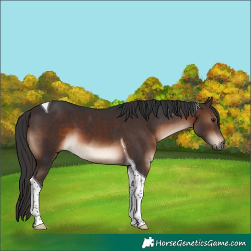 Horse Color:Brown Tobiano 