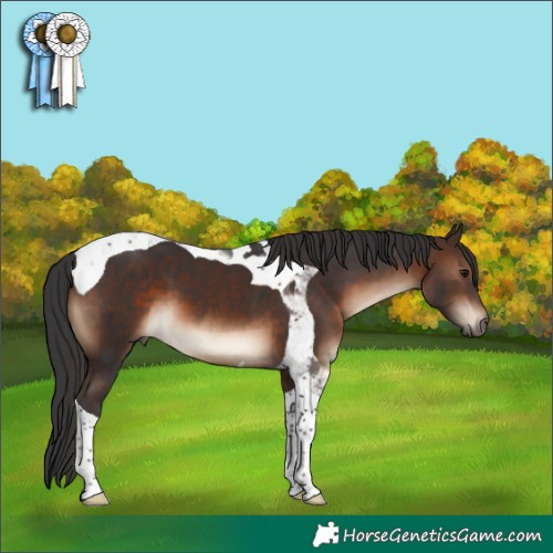 Horse Color:Brown Tobiano 
