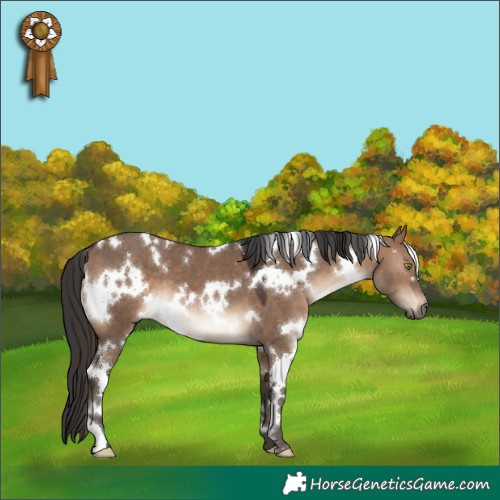 Horse Color:White Spotted Brown Dun 