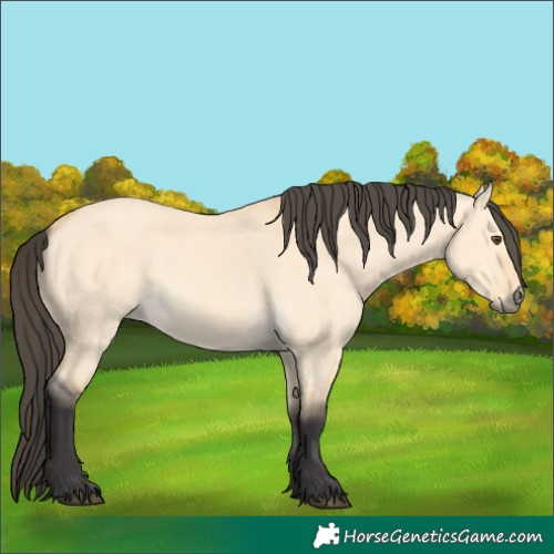Horse Color:Buckskin Dun