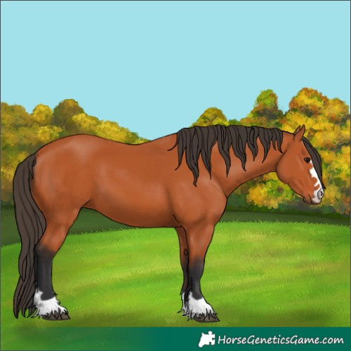 Horse Color:Bay 
