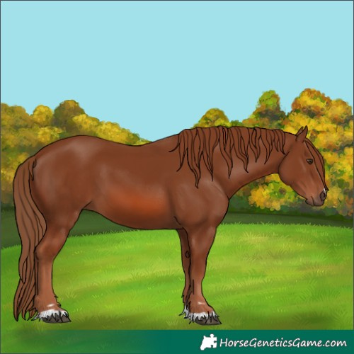 Horse Color:Chestnut 