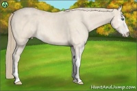Horse Color:Perlino Sabino Brindle