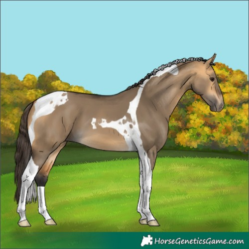 Horse Color:Buckskin Dun Tobiano