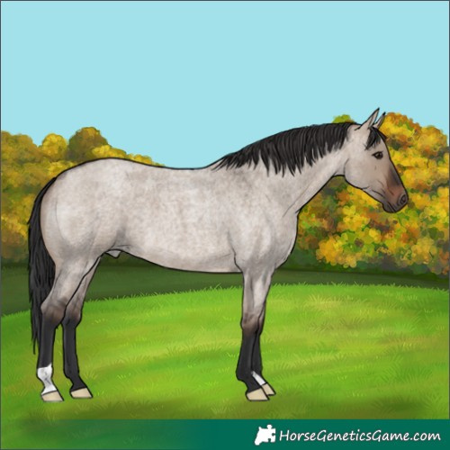 Horse Color:Brown Roan Dun 