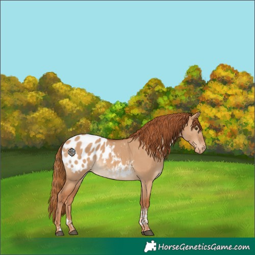 Horse Color:Red Dun Tobiano Appaloosa 