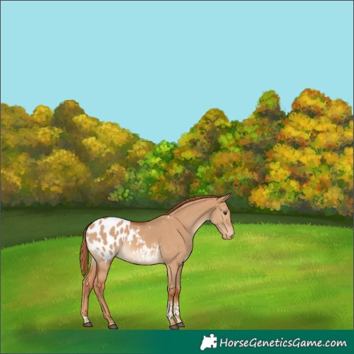 Horse Color:Red Dun Tobiano Appaloosa