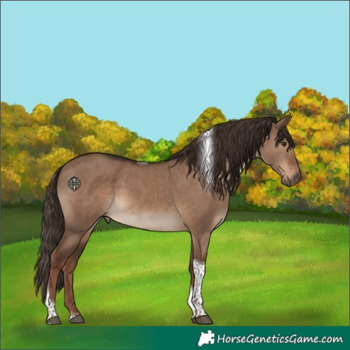 Horse Color:Liver Red Dun Tobiano 