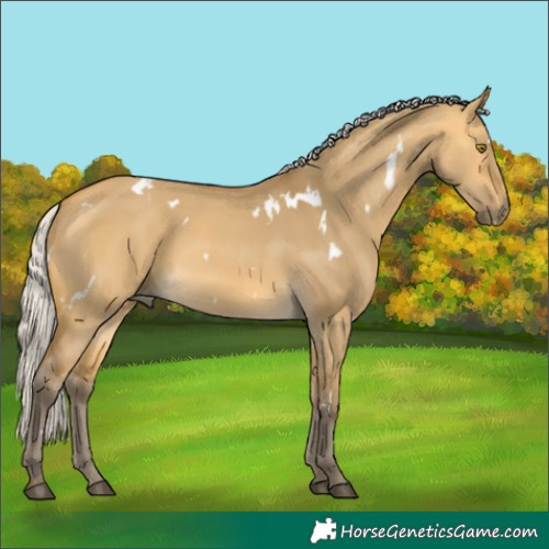 Horse Color:White Spotted Silver Buckskin Dun Rabicano 