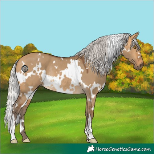 Horse Color:White Spotted Silver Buckskin Dun Rabicano