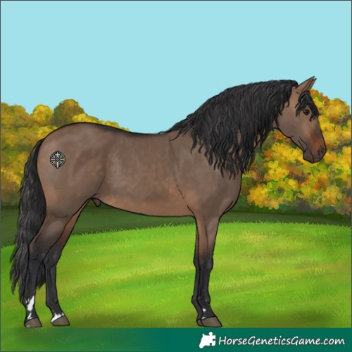 Horse Color:Brown Dun 
