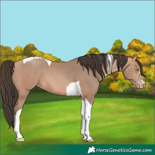 Horse Color:Amber Champagne Tobiano 