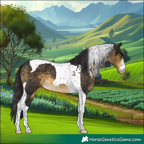 Horse Color:Buckskin Tobiano