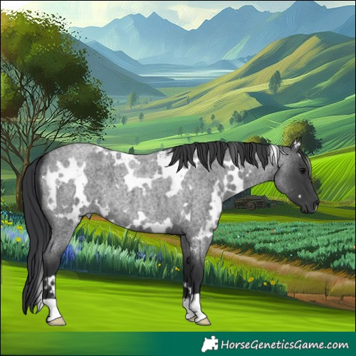Horse Color:White Spotted Blue Roan 