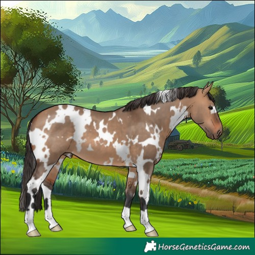 Horse Color:White Spotted Bay Dun 