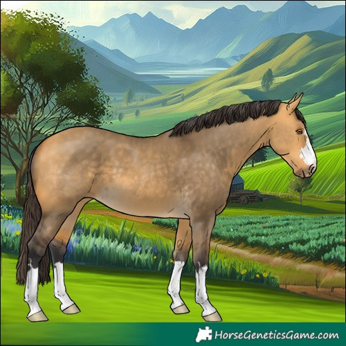 Horse Color:Buckskin Dun