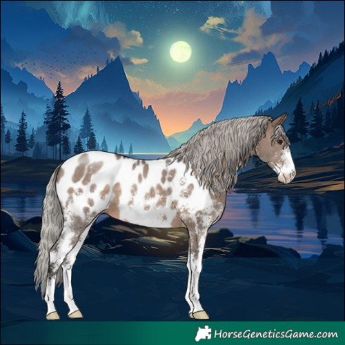 Horse Color:Silver Brown Dun Sabino Appaloosa 