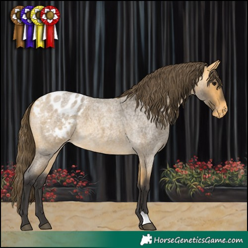 Horse Color:Buckskin Roan Appaloosa 